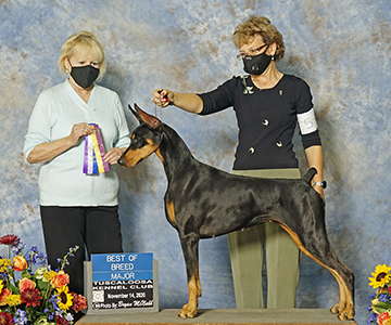 Niklby fashion dobermans